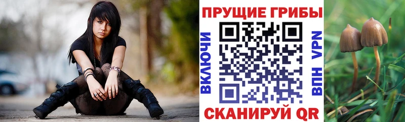 Галлюциногенные грибы Psilocybe Агрыз